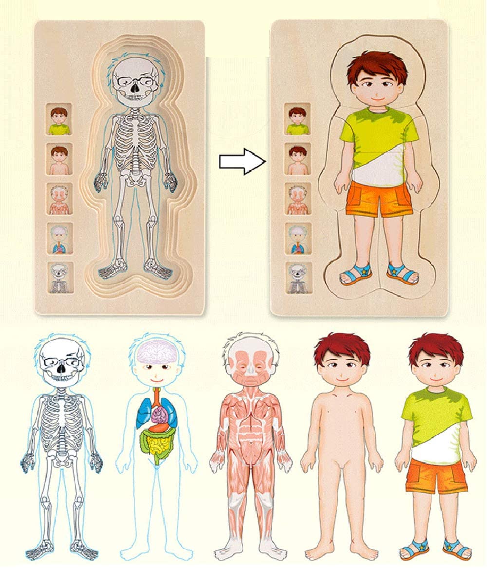 3D Interactive Human Body Model Kit
