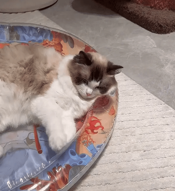 Fun Cat Play Mat with Toys