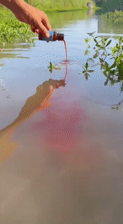 Effective Fish Attracting Bait Liquid