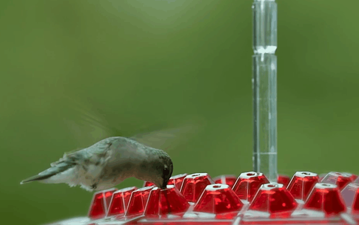 Outdoor Bird Feeder with 30 Ports, Ant Blocker, UV Protection