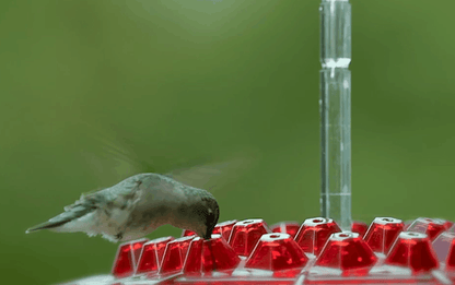 Outdoor Bird Feeder with 30 Ports, Ant Blocker, UV Protection