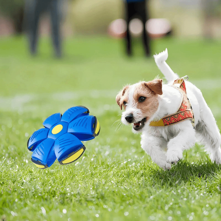 Fun Dog Play Tunnel