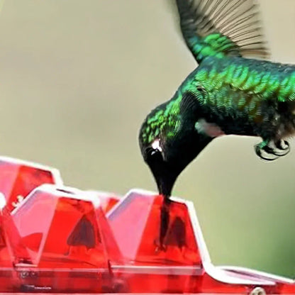 Befez | Pest-Proof Hummingbird Feeder with 30 Bug-Resistant Holes