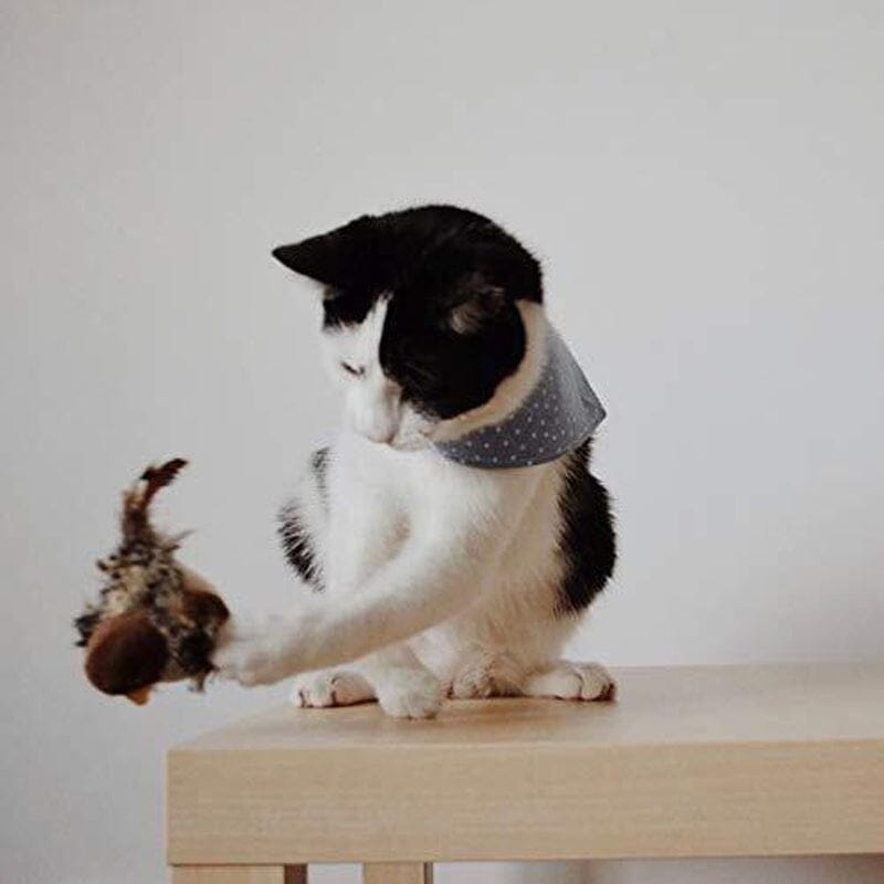 Fun Feather Teaser Toy