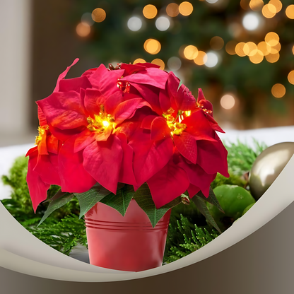 Bright Christmas Poinsettia Plant