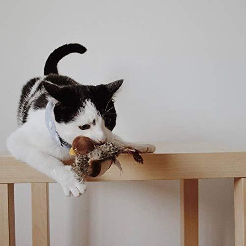 Fun Feather Teaser Toy