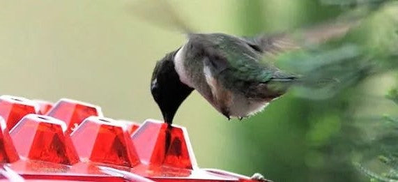 Outdoor Bird Feeder with 30 Ports, Ant Blocker, UV Protection