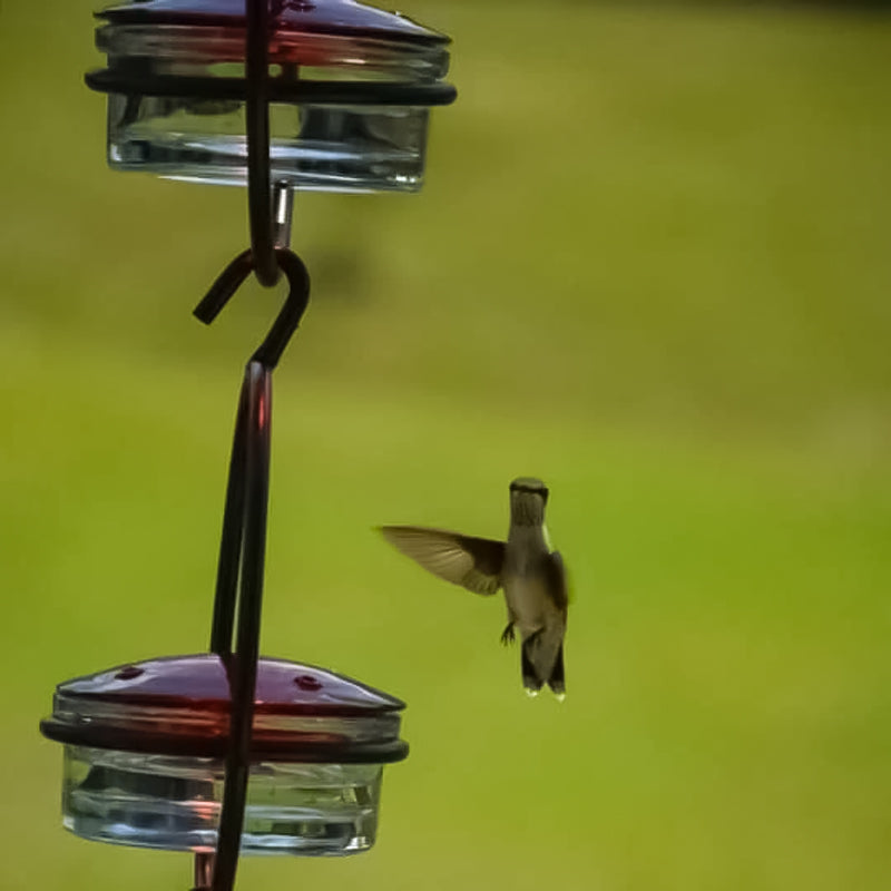 Befez | Classic Bird Stainless Steel Water Dispenser