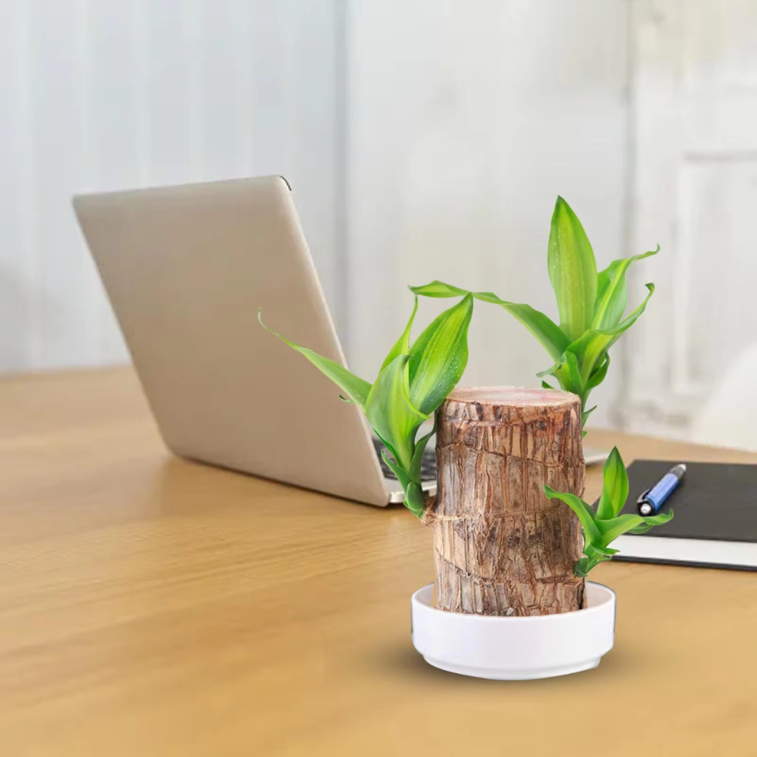 Lucky Money Tree Wooden Plant - Befez