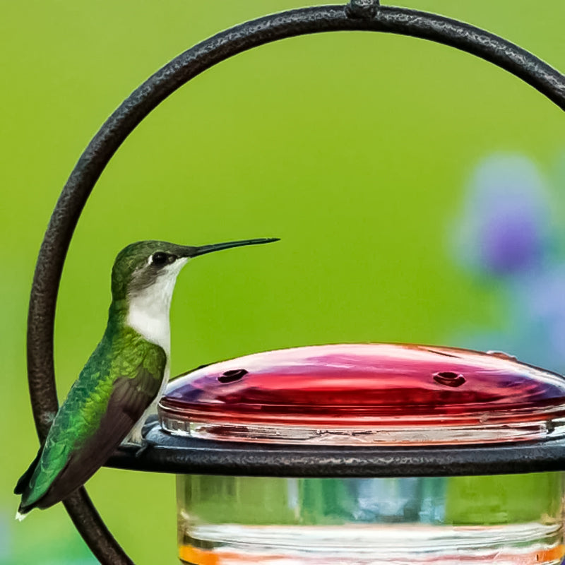 Befez | Classic Bird Stainless Steel Water Dispenser