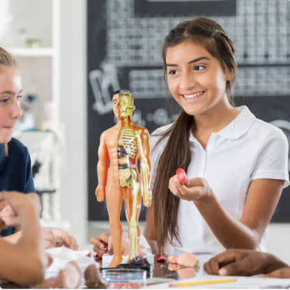 Fun Interactive Human Body Model for Kids
