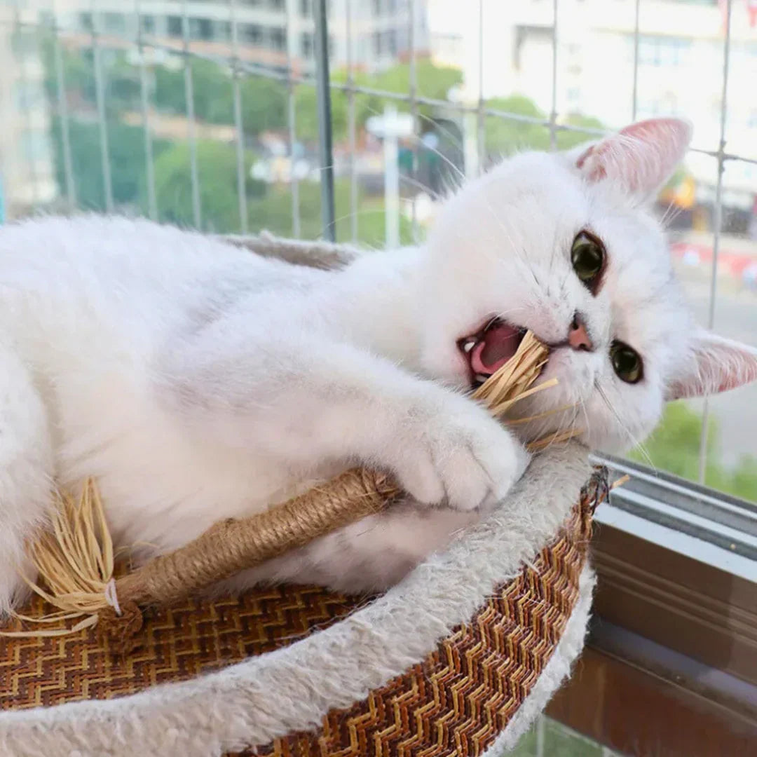 Healthy Cat Chew Treats Sticks - Befez