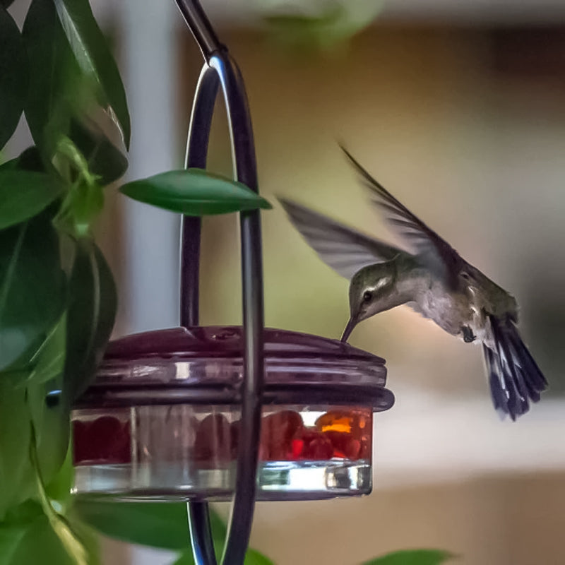 Befez | Classic Bird Stainless Steel Water Dispenser