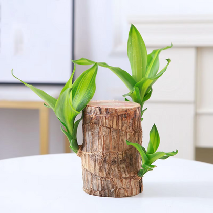 Lucky Money Tree Wooden Plant