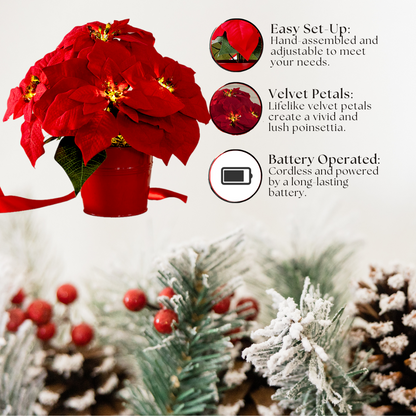 Bright Christmas Poinsettia Plant