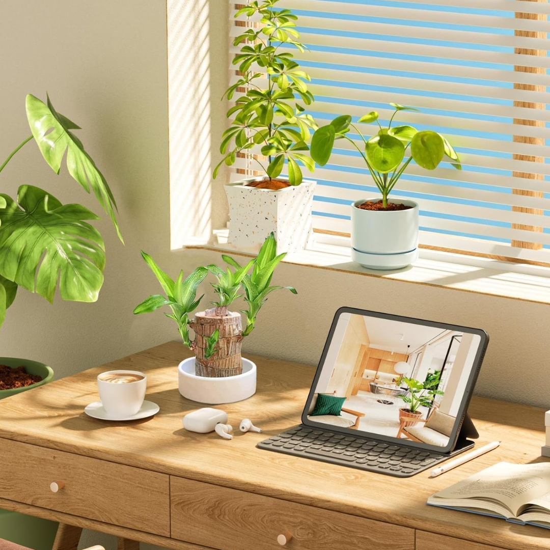 Lucky Money Tree Wooden Plant