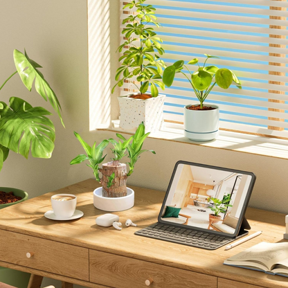 Lucky Money Tree Wooden Plant
