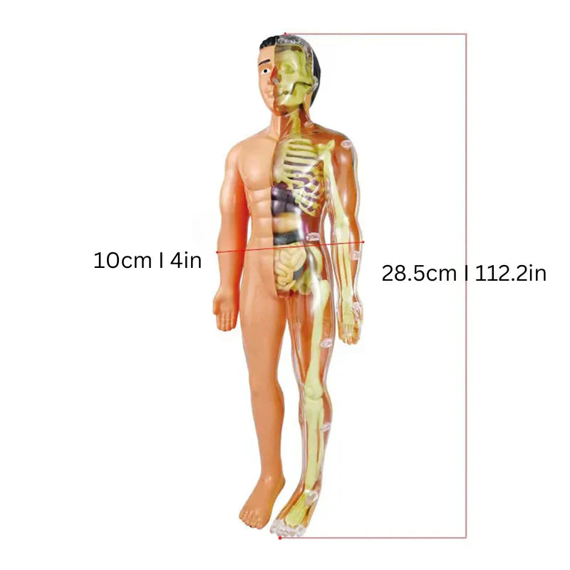 Fun Interactive Human Body Model for Kids