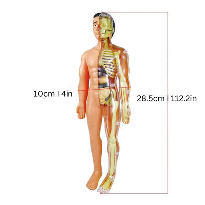 Fun Interactive Human Body Model for Kids