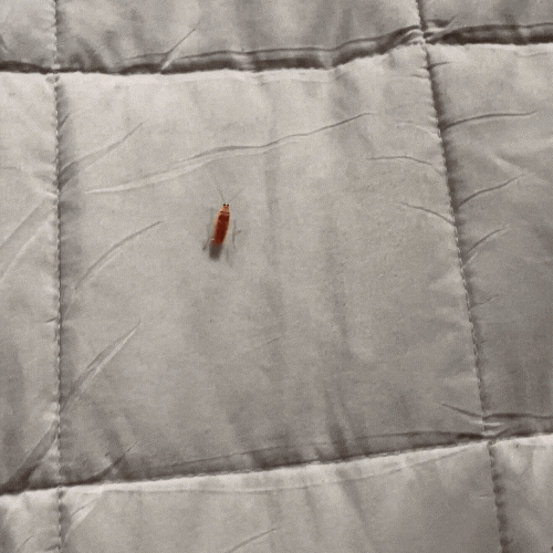 Effective Electric Bug Catcher