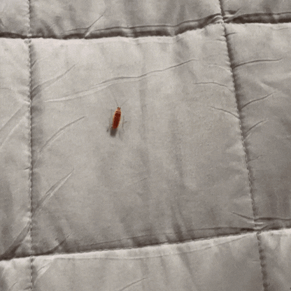 Effective Electric Bug Catcher