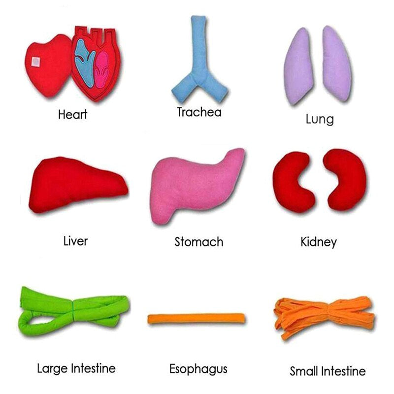 Fun Interactive Anatomy Apron
