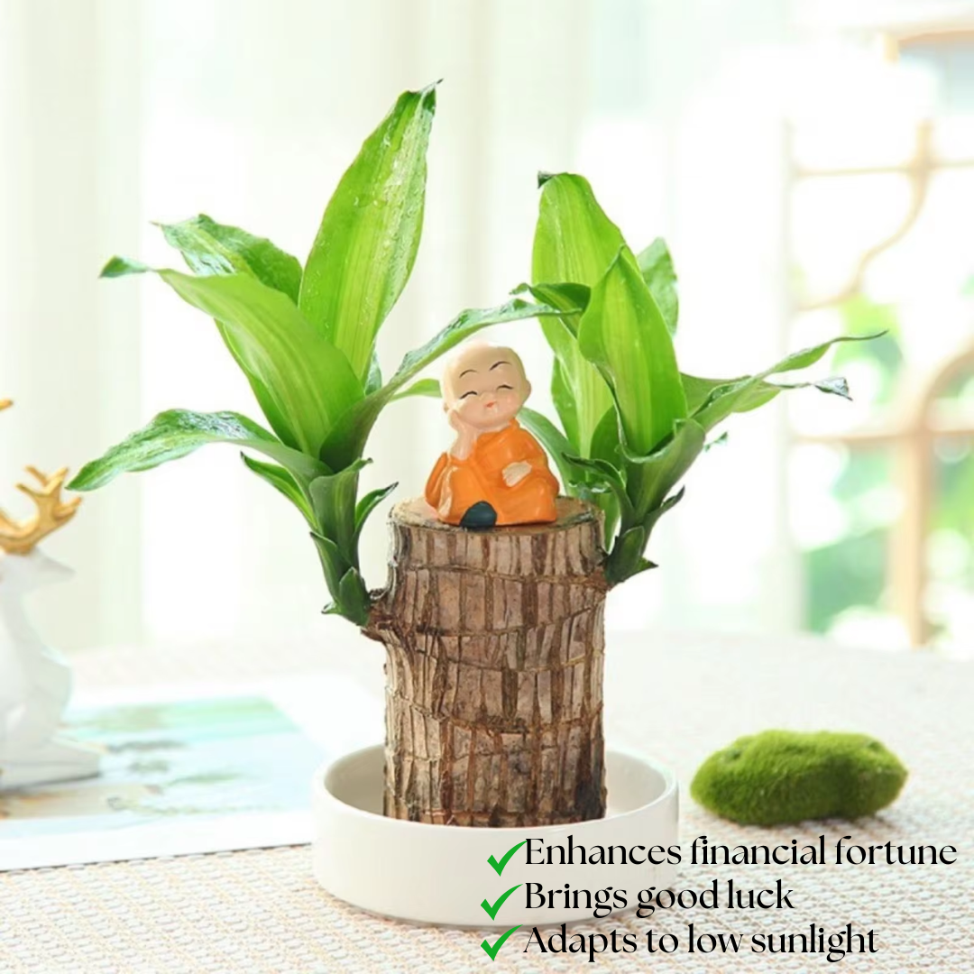 Lucky Money Tree Wooden Plant