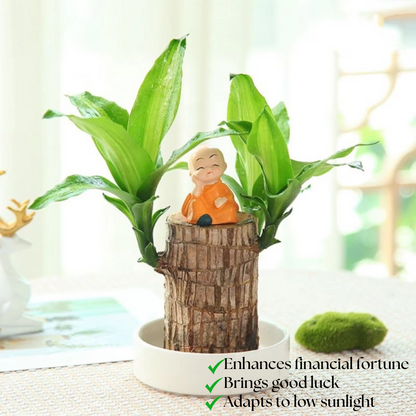Lucky Money Tree Wooden Plant