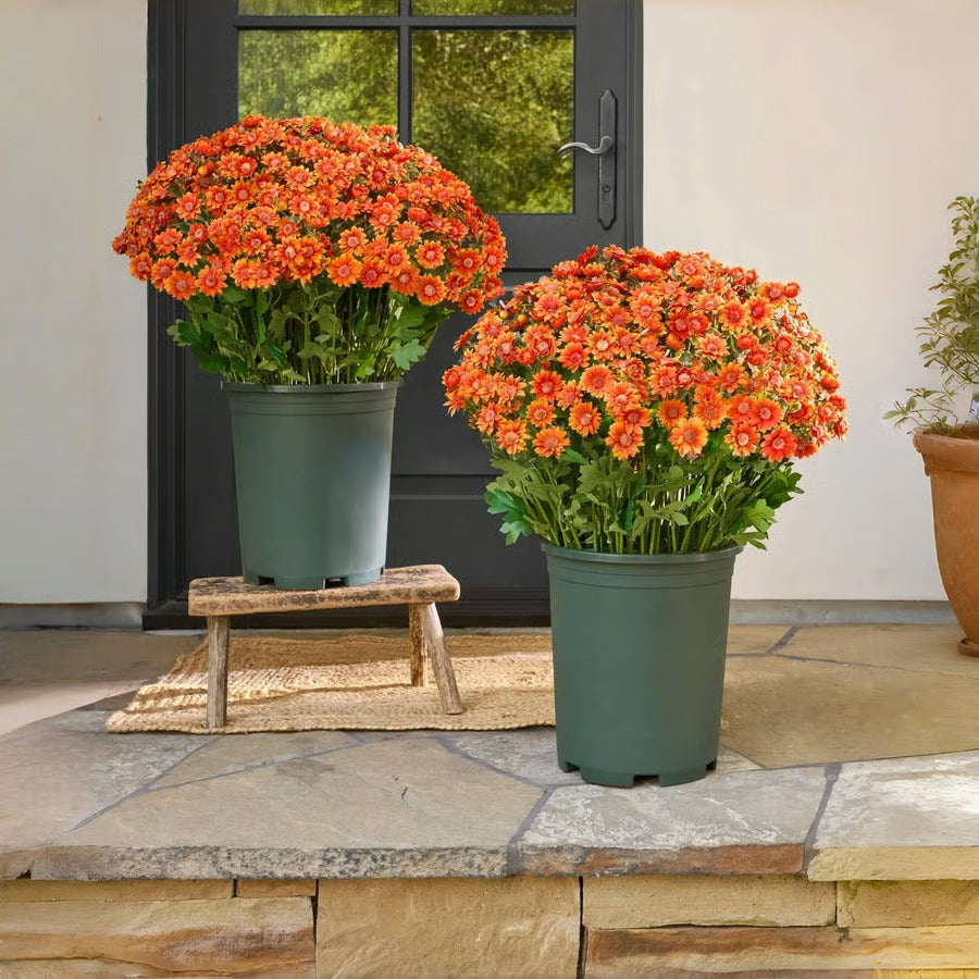Vibrant Fall Garden Planter - Befez