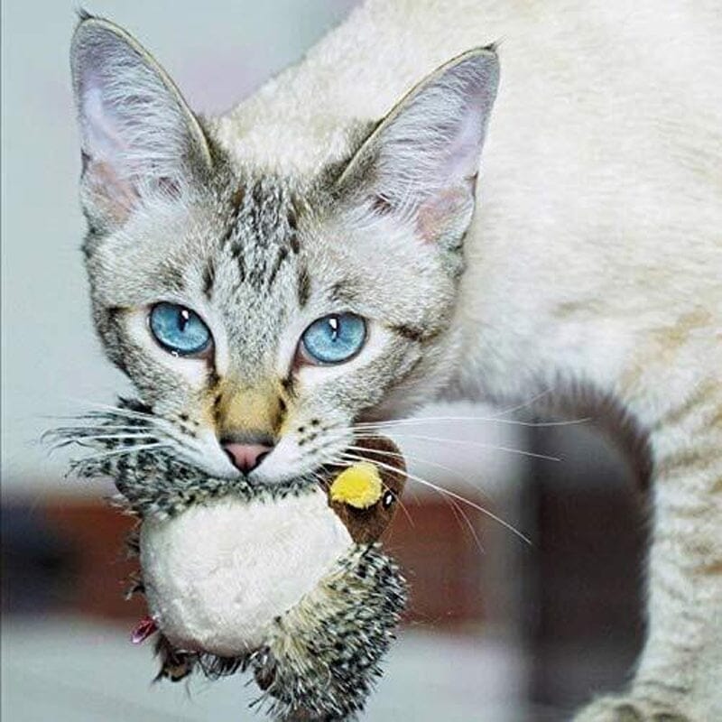 Fun Feather Teaser Toy