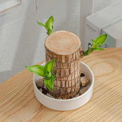 Lucky Money Tree Wooden Plant