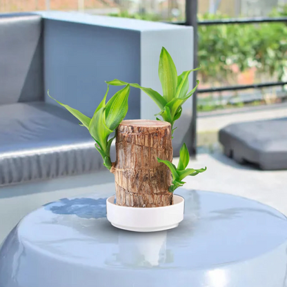 Lucky Money Tree Wooden Plant