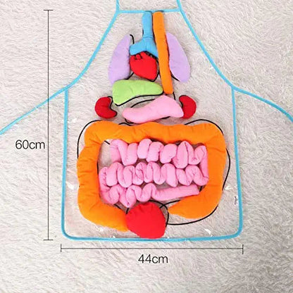 Fun Interactive Anatomy Apron