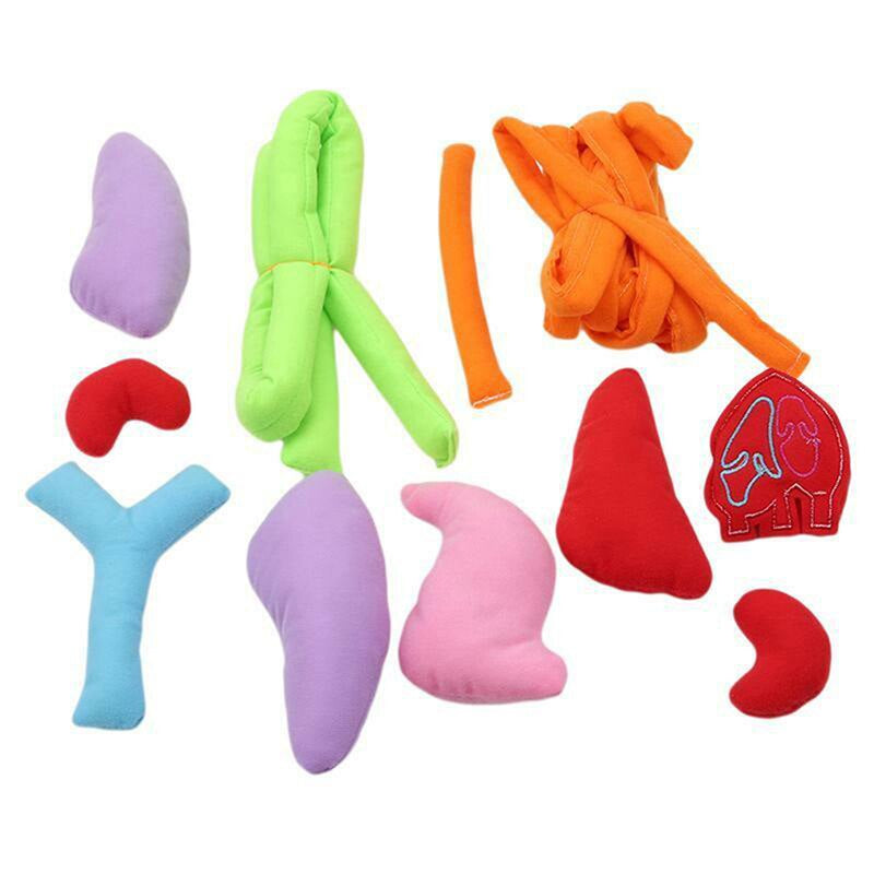 Fun Interactive Anatomy Apron