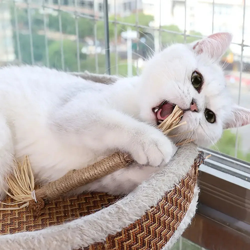 Pet Dental Chews Cat Teeth Cleaning Sticks