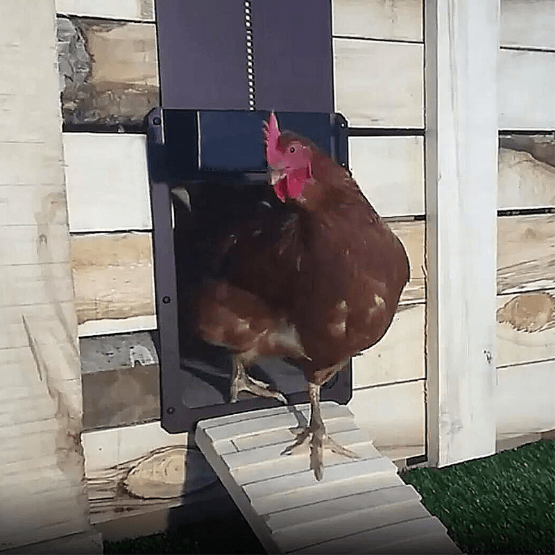 Easy Close Chicken Coop Door Opener