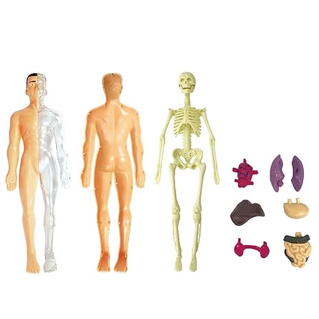 Fun Kids Human Body Figure Model