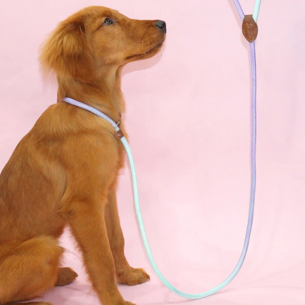 Vibrant Pet Leash for Stylish Dog Walking - Befez