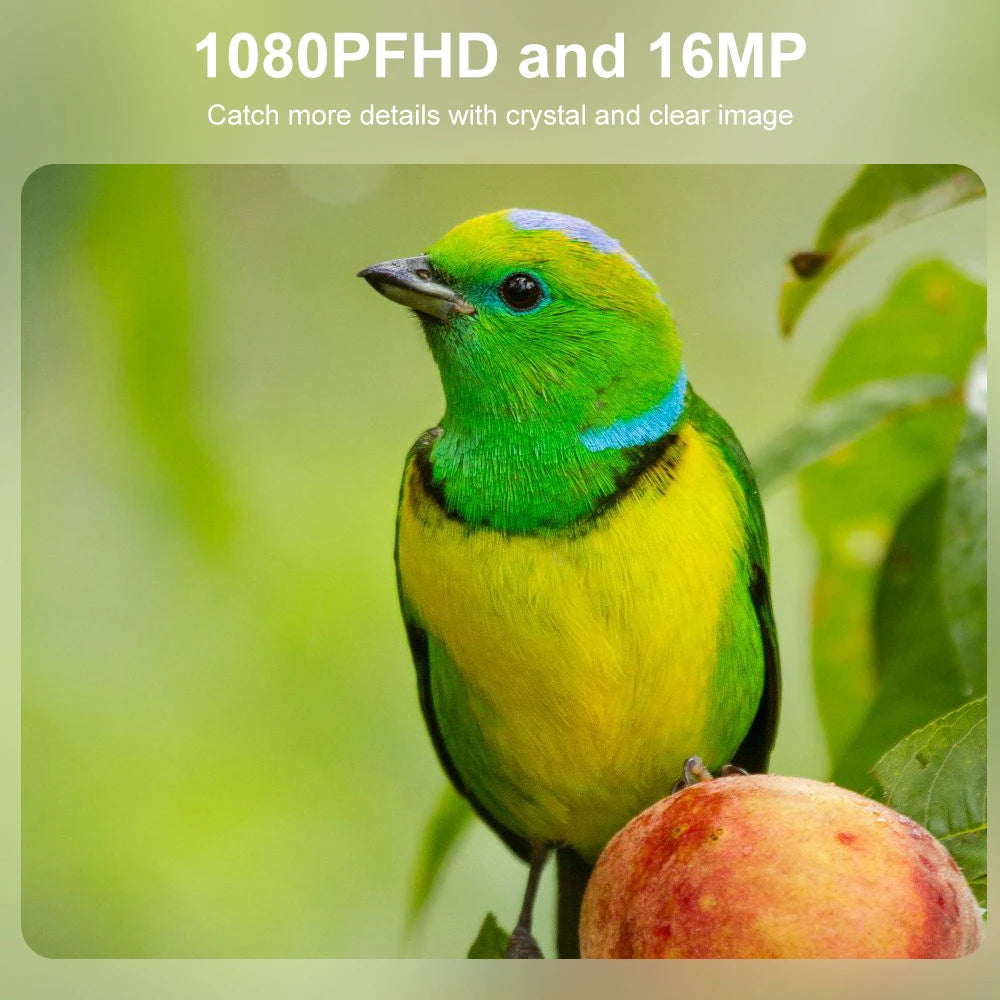 Covert Infrared Wildlife Trail Camera