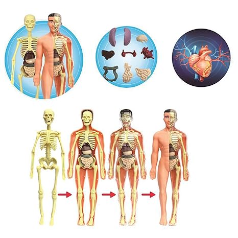 Fun Kids Human Body Figure Model