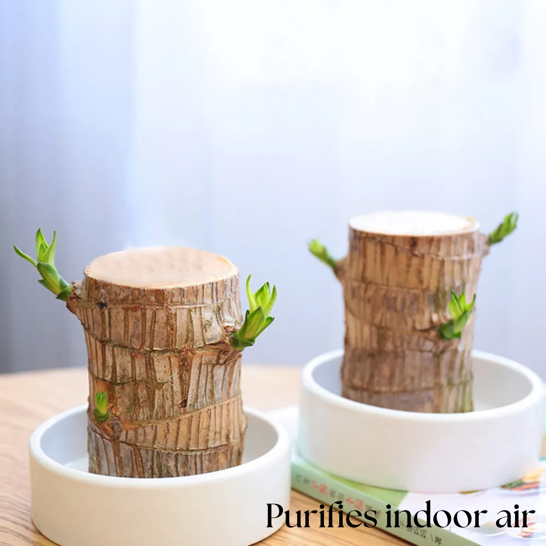 Lucky Money Tree Wooden Plant