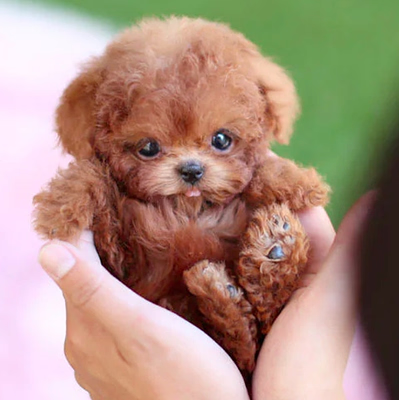 Cute Electronic Dog Plush Toy - Walks and Talks - Befez