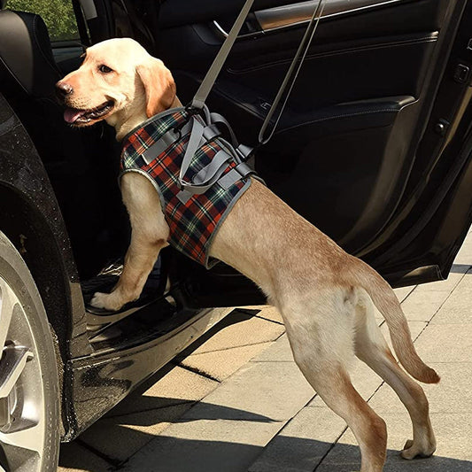 Supportive Dog Leg Brace Strap - Befez
