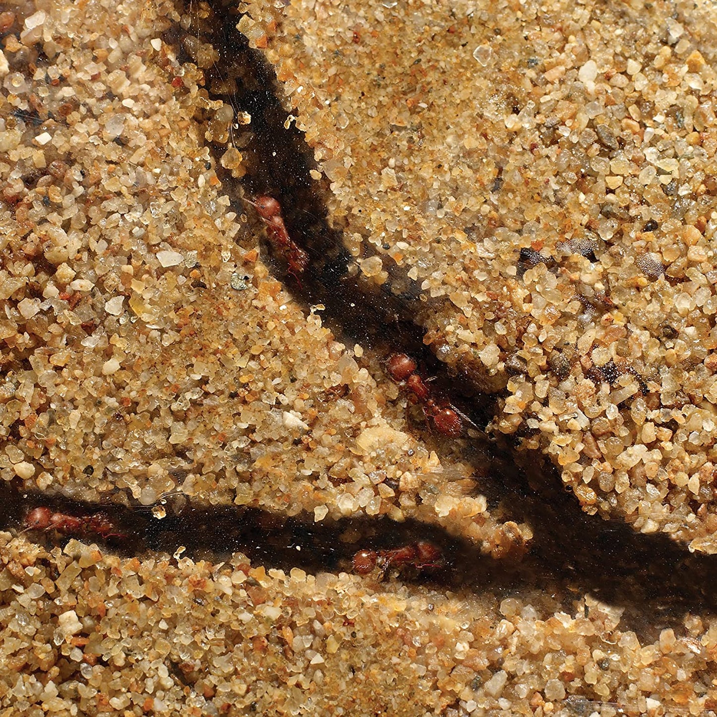 Interactive Kids Ant Habitat STEM Kit