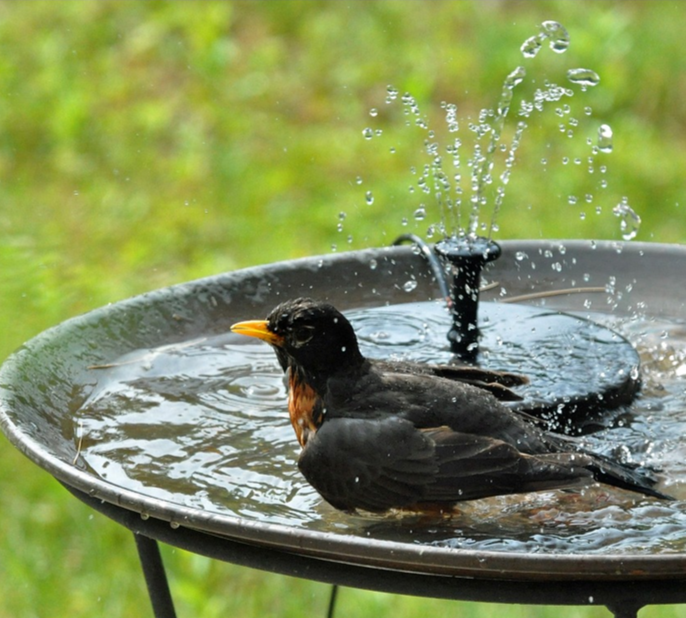 Sunny Solar Powered Bird Fountain