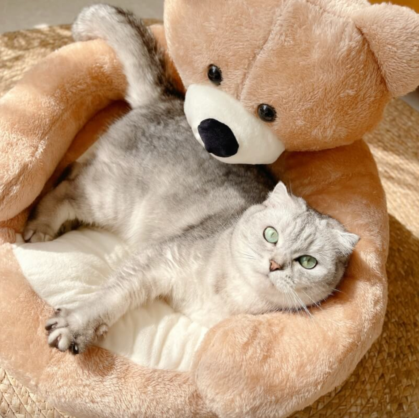 Cozy Plush Cat Bed for Ultimate Sleeping Comfort - Befez