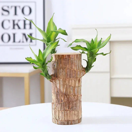 Natural Brazilian Good Luck Air Purifying Plant - Befez