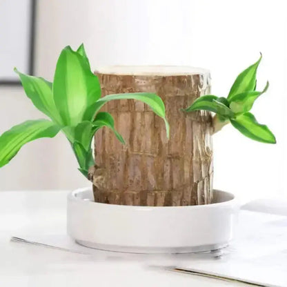 Natural Brazilian Good Luck Air Purifying Plant