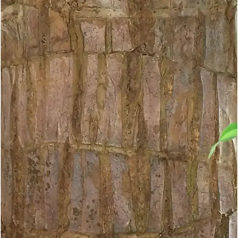 Natural Brazilian Good Luck Air Purifying Plant
