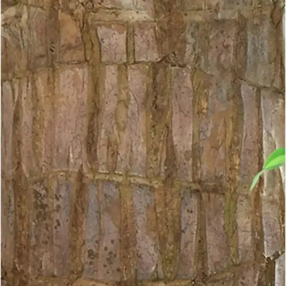 Natural Brazilian Good Luck Air Purifying Plant